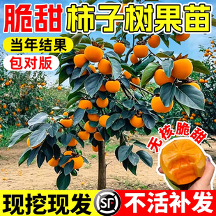 脆甜柿子树果苗庭院盆栽特大号南北方种植耐寒矮化嫁接老品种水果