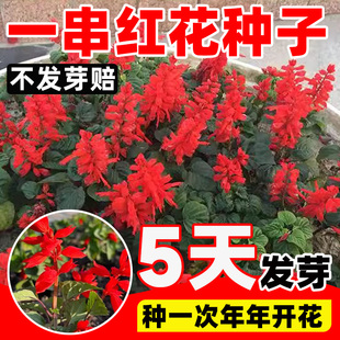 一串红花种子四季种易活开花矮杆串串红花籽室内外盆栽苗庭院种孑