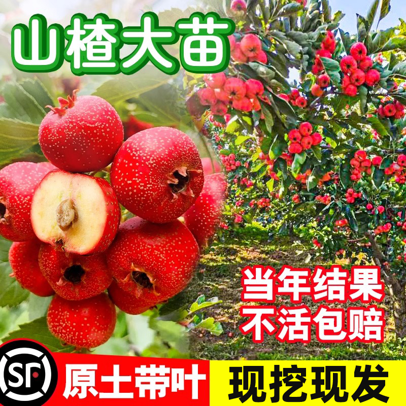 山楂树活苗当年结果纯甜北
