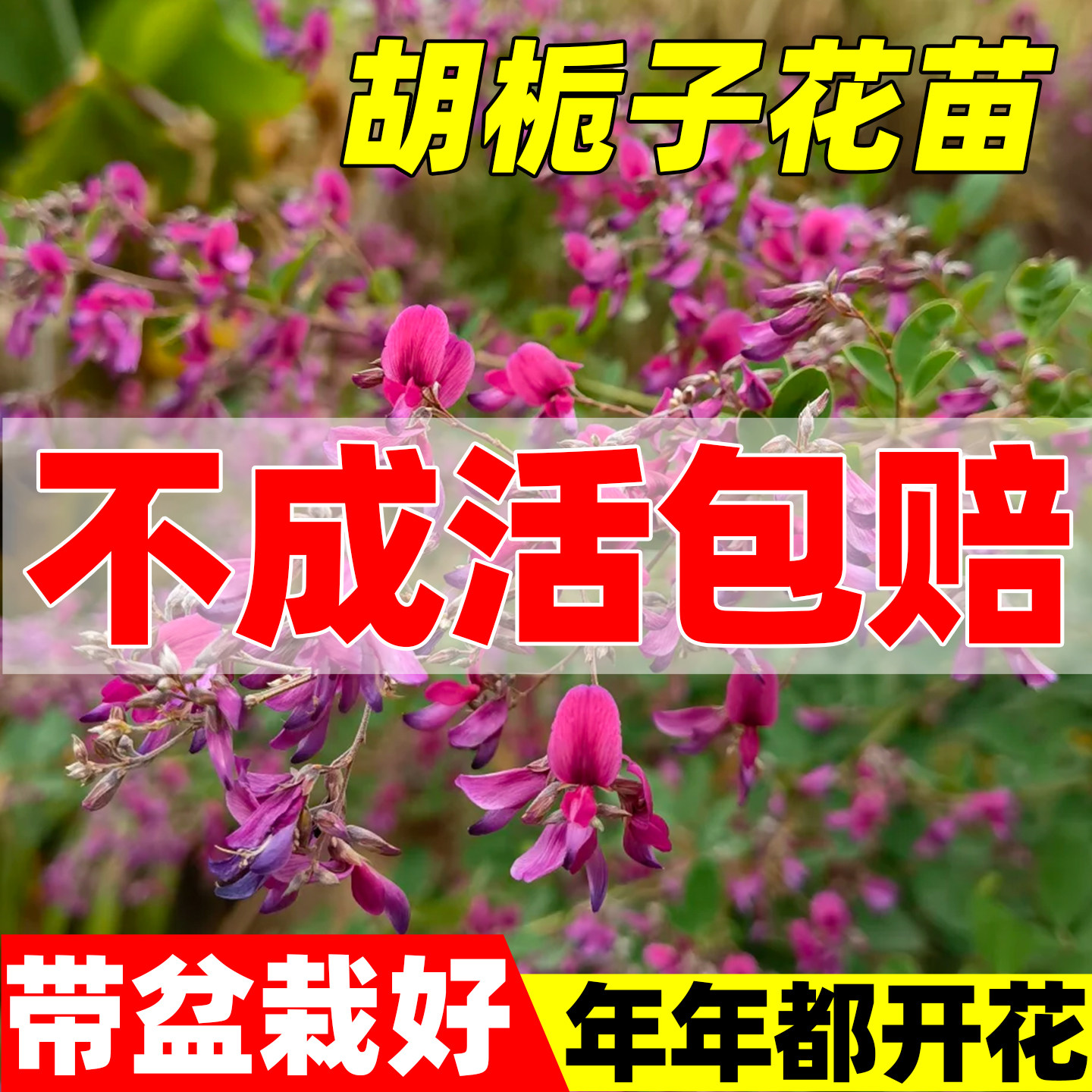 胡栀子花苗盆栽花园植物胡枝