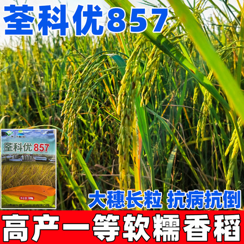 荃科优857种子早熟高产抗旱粳稻