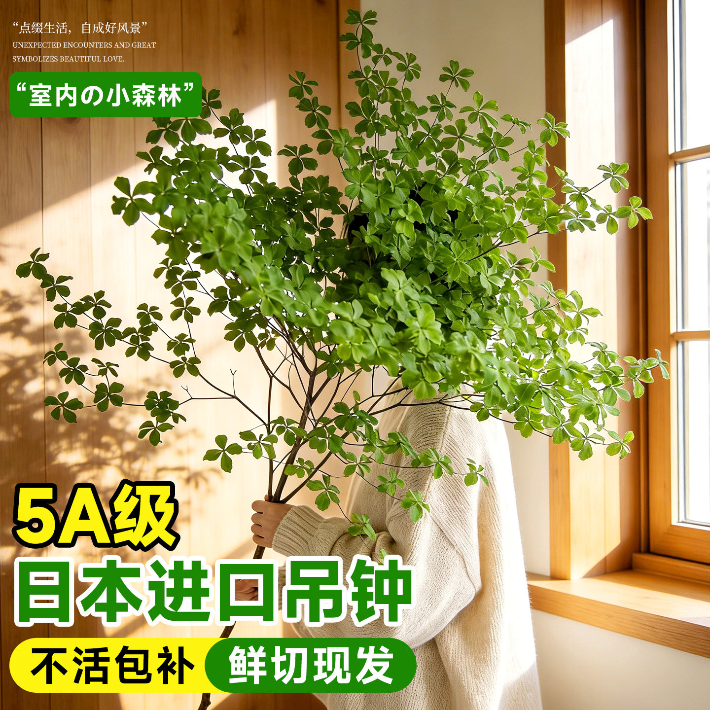 日本进口吊钟鲜切带叶水培植物