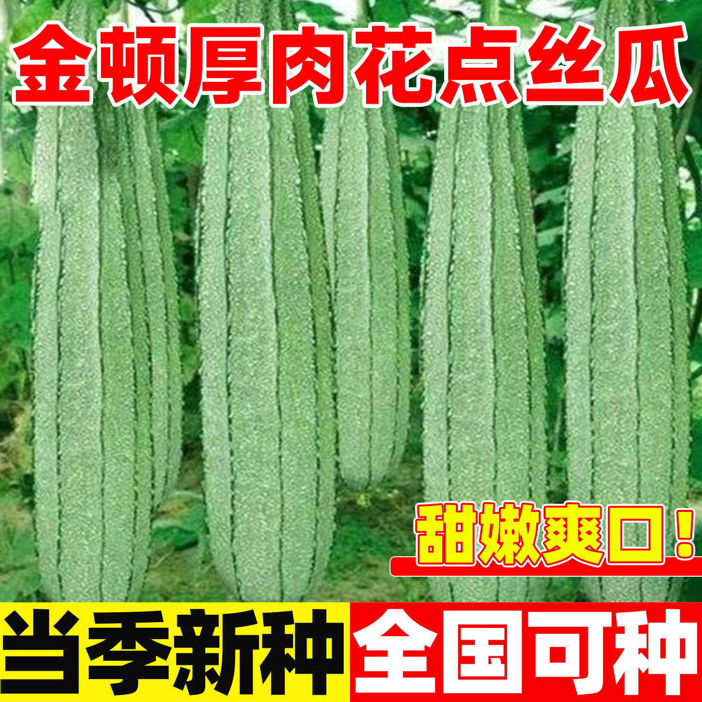 金顿厚肉花点丝瓜种子四季种籽香丝瓜籽大田庭院阳台盆栽蔬菜种子,鲜花速递/花卉仿真/绿植园艺,家庭园艺种子,淘宝优惠券,粉丝福利购,淘宝优惠卷