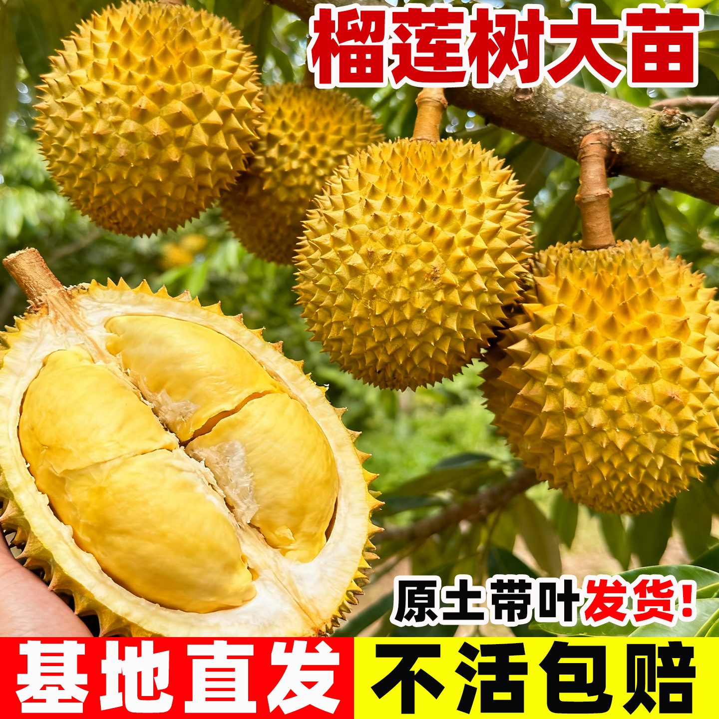 猫山王金枕榴莲树果苗黑刺南北方