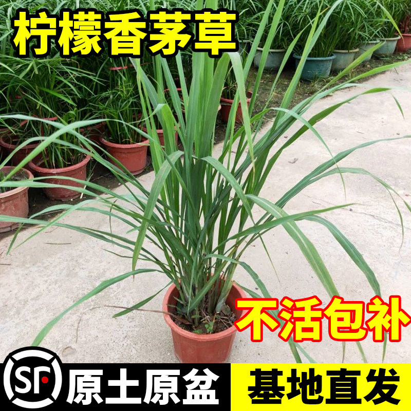 香茅草苗新鲜可食用香草种子柠檬草盆栽室内客厅阳台绿植驱蚊植物