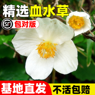 血水草苗四季种植盆栽水黄连见血