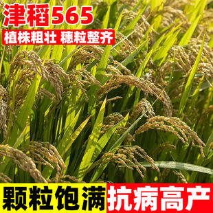 津稻565水稻子籽高产好吃可留种旱稻种子旱谷香米旱稻籽种稻谷种