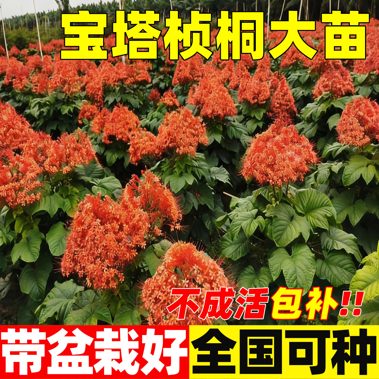 宝塔桢桐花苗盆栽带花香盏花