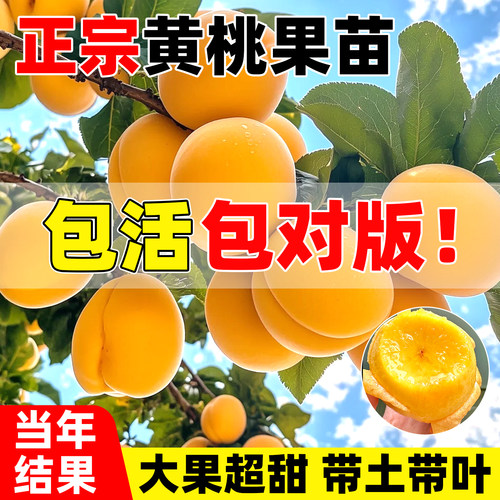 黄桃树苖嫁接苗南北方庭院