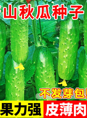 唐山秋瓜种子脆皮水果