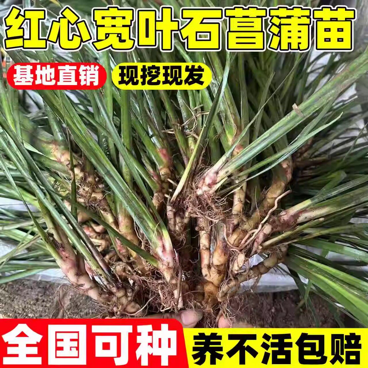红心宽叶石菖蒲苗石菖蒲种苗四季