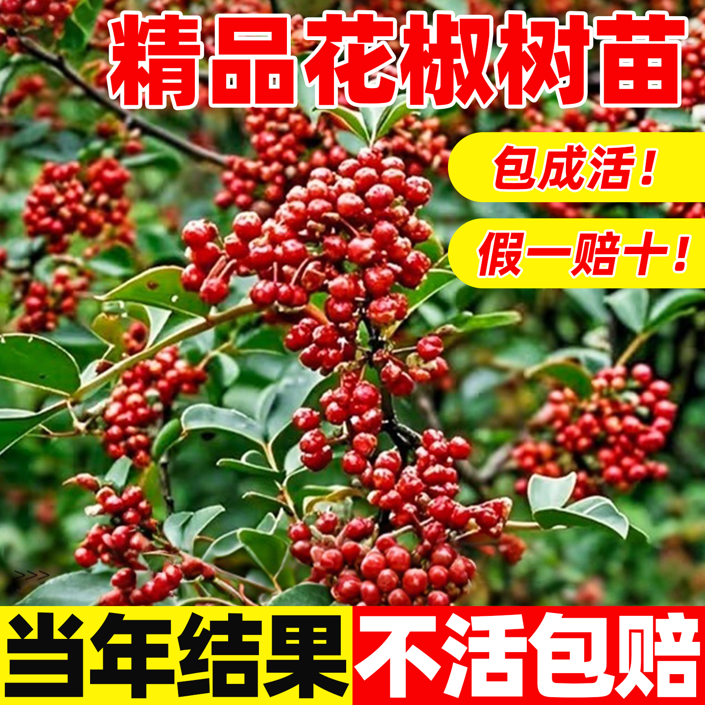 正宗花椒树苗汉源藤椒树麻椒