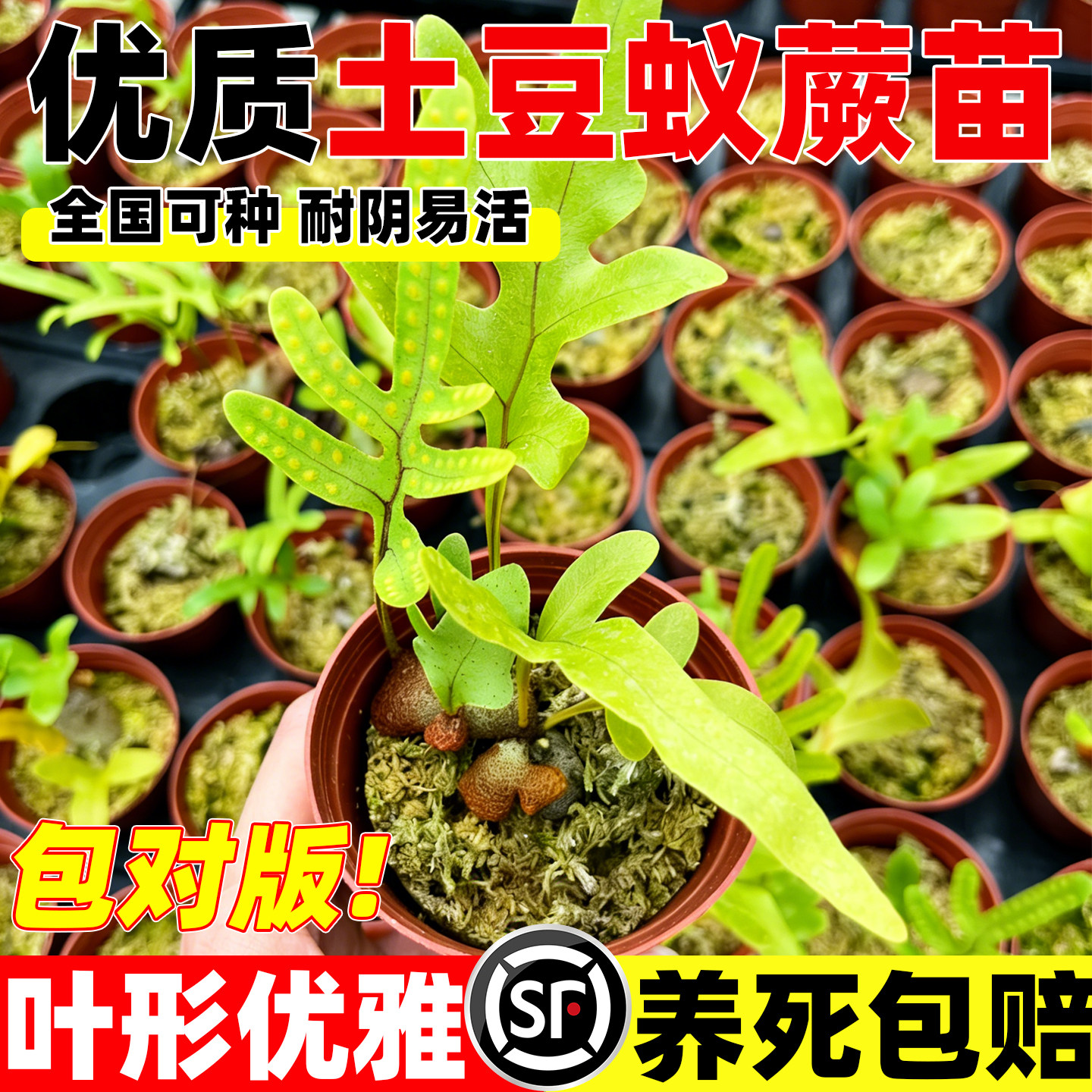 土豆蚁蕨盆栽苗多年生耐阴耐热室