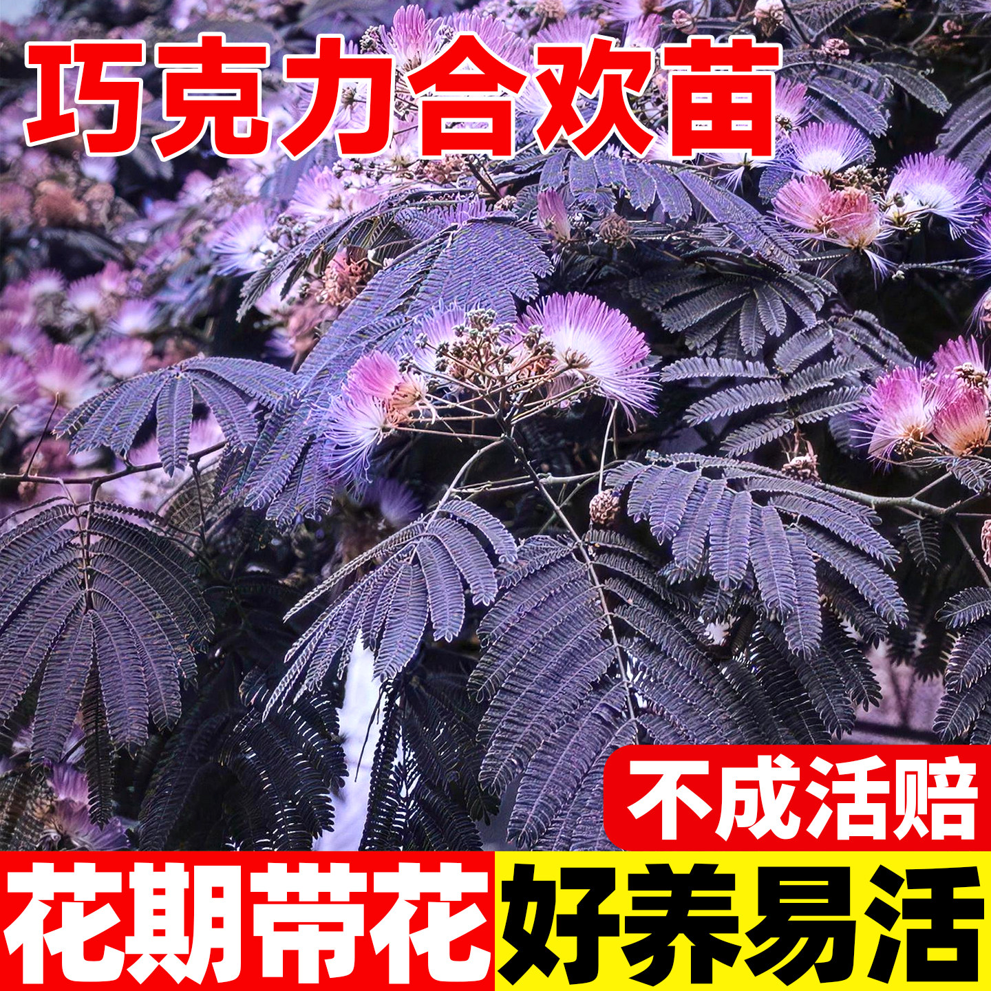 进口巧克力合欢树苗盆栽苗阳台庭