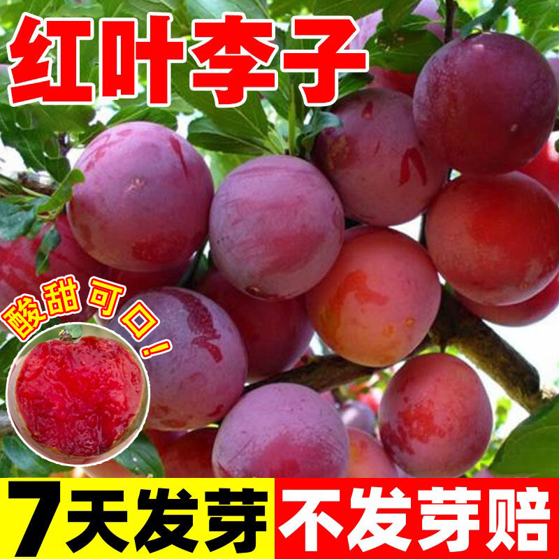 红叶李种子林木种子李子树种子四季播种紫叶稠李种子红叶稠李种子