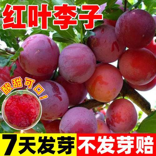 红叶李种子林木种子李子树
