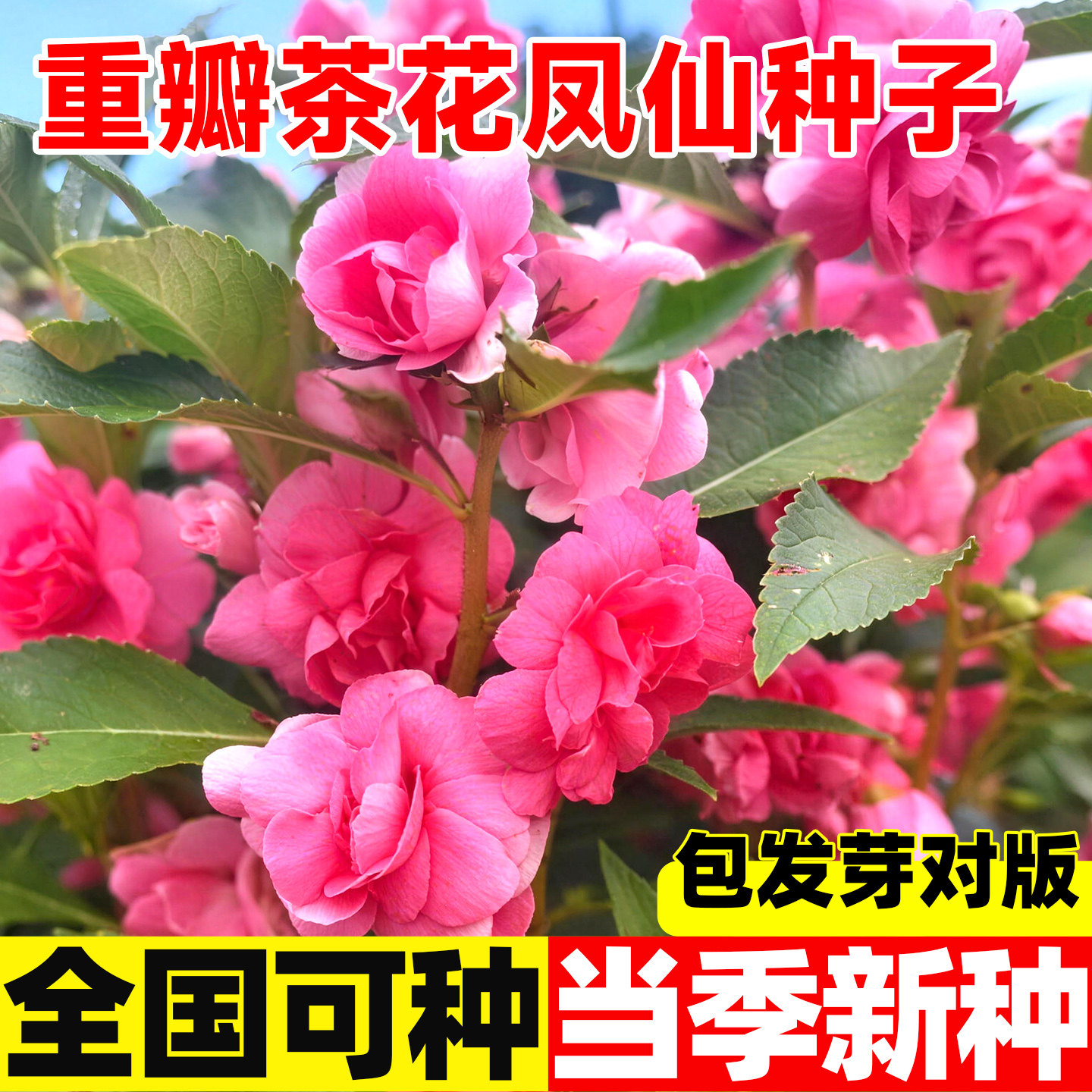 精品重瓣茶花凤仙种子阳台花盆小院空地均可播种家庭观赏花卉种籽