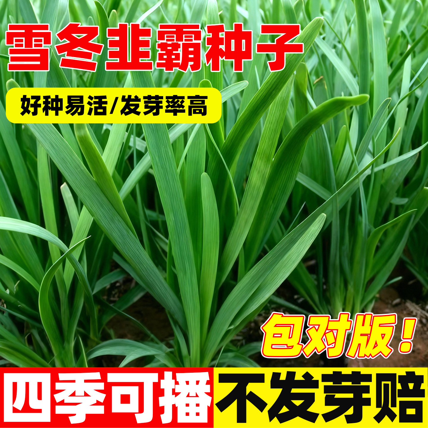 雪冬韭霸韭菜种子紫根韭菜种籽