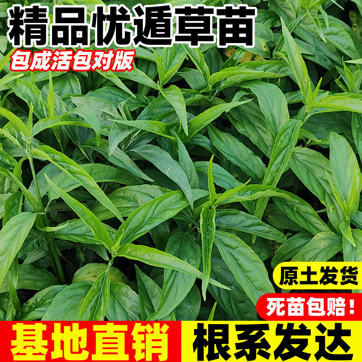 正宗忧遁草苗优盾草鳄嘴花黎王草接骨草绿植盆栽花卉室内阳台庭院