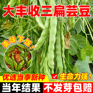 大丰收三扁芸豆种子高产型肉厚条长扁豆春秋播耐热耐寒豆角种籽孑