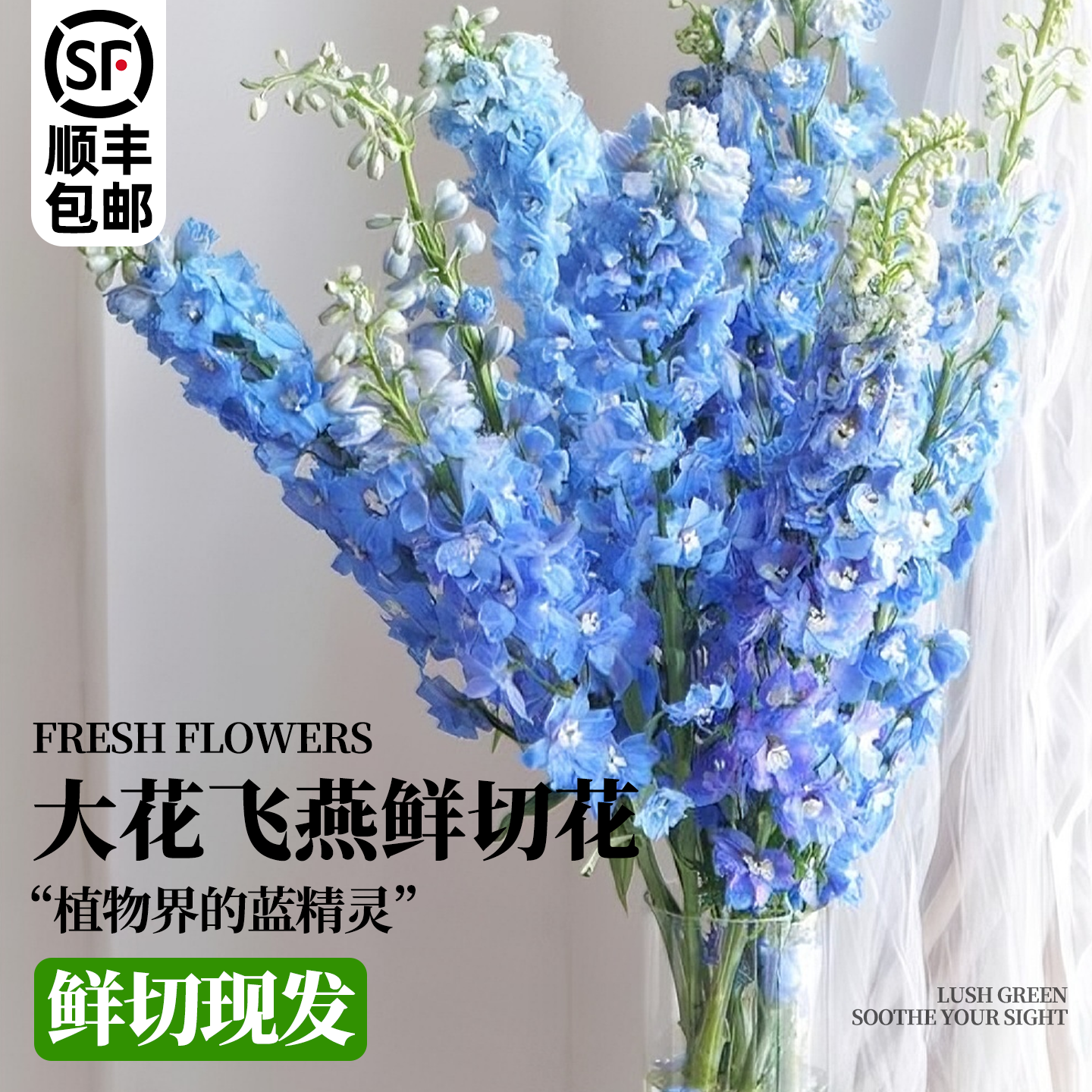 鲜切花大飞燕鲜花花束云南直发水