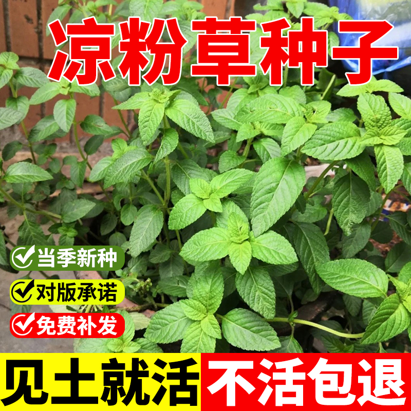 凉粉草种子特菜仙人冻尖萼