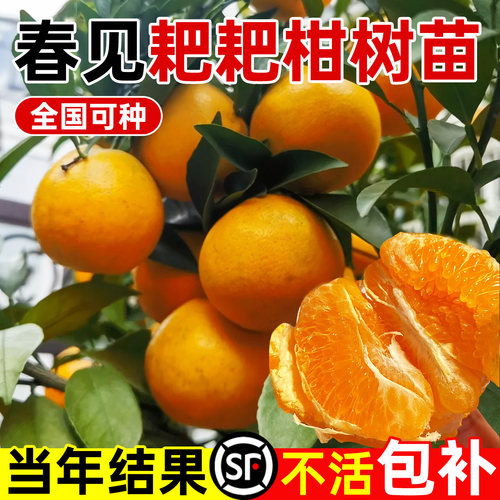 精品四川春见耙耙柑树苗嫁接丑橘