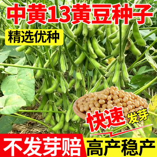 中黄13黄豆种子早熟高产矮杆抗旱耐涝老品种大豆种籽不炸角春夏播