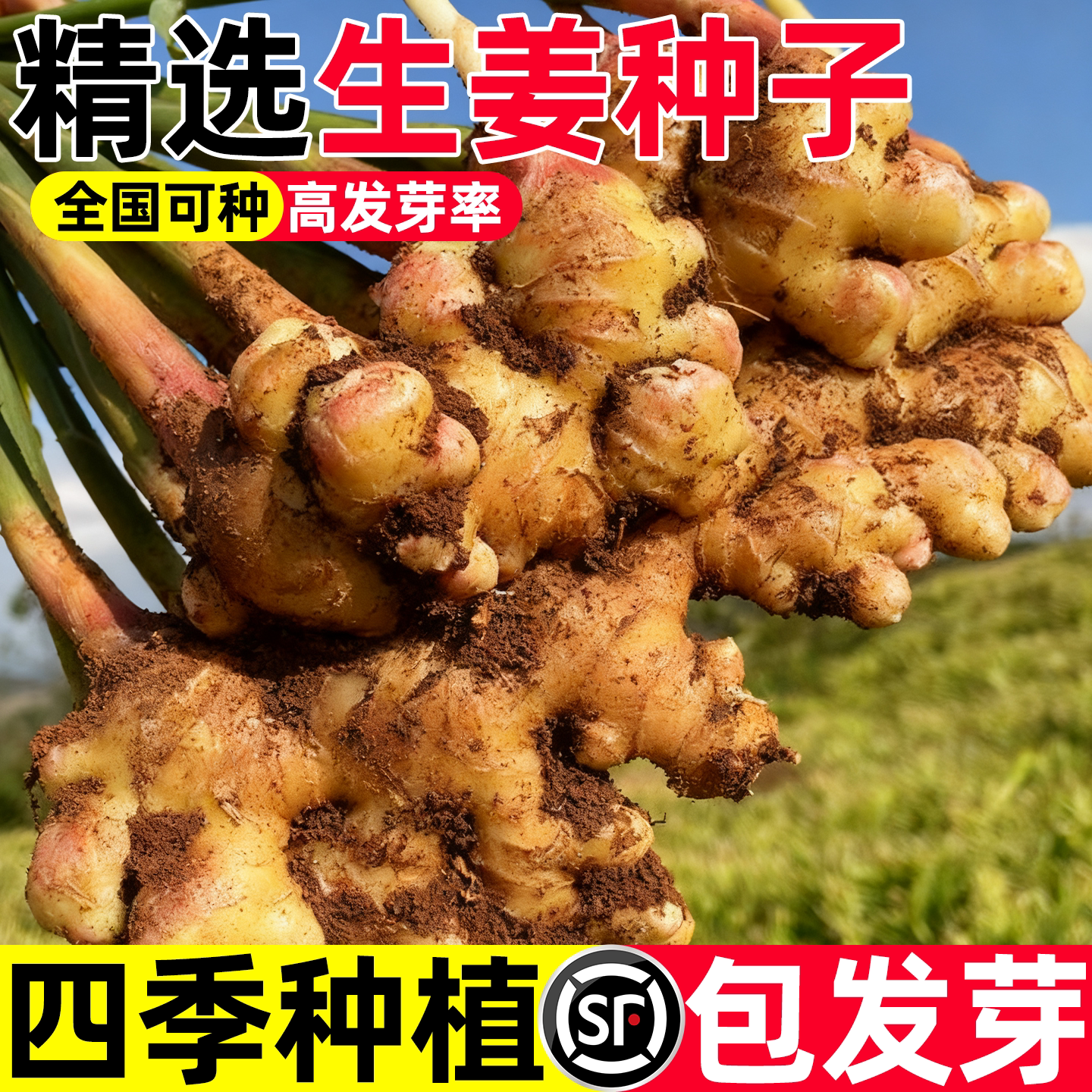 小黄姜种生姜种籽带芽姜种云南图片