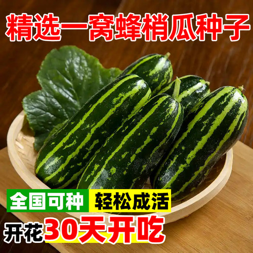 一窝蜂梢瓜种籽花皮脆瓜种子早熟