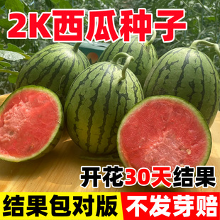 2K西瓜种子礼品小西瓜小糖丸皮薄沙瓤耐裂超甜吊瓜水果西瓜种籽子