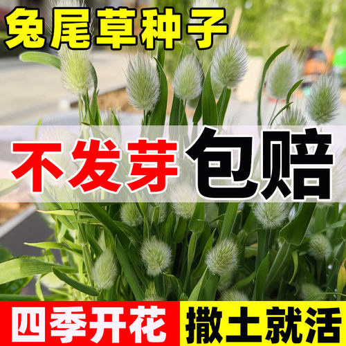 兔尾草花种籽狗尾草四季开花易活