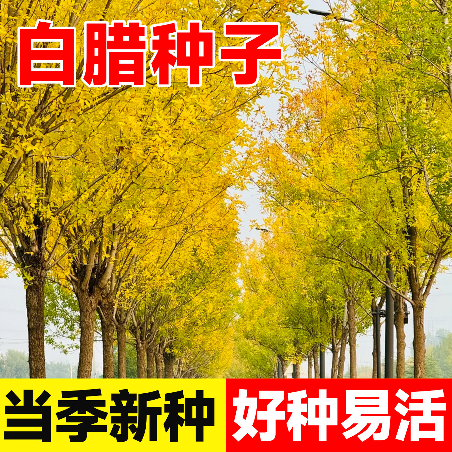 白腊种子当年采收发芽率高种籽树种子白蜡树苗种子多年生绿化树苗