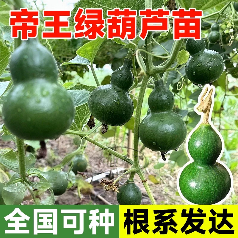 新品种帝王绿葫芦苗带土发货翠绿葫芦翡翠手捻葫芦墨绿葫芦苗秧苗
