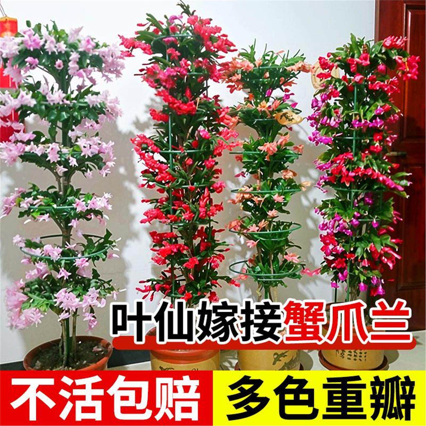 叶仙嫁接蟹爪兰进口重瓣组合苗进口黄红白紫橙重瓣复色超多色重瓣