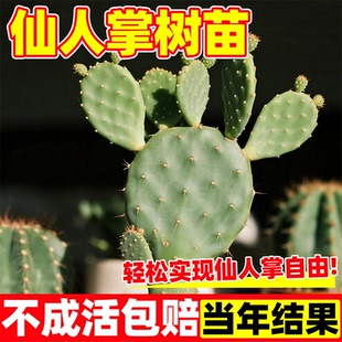 仙人掌水果红果盆栽野生米邦塔开花结果可食用阳台庭院盆栽耐旱苗