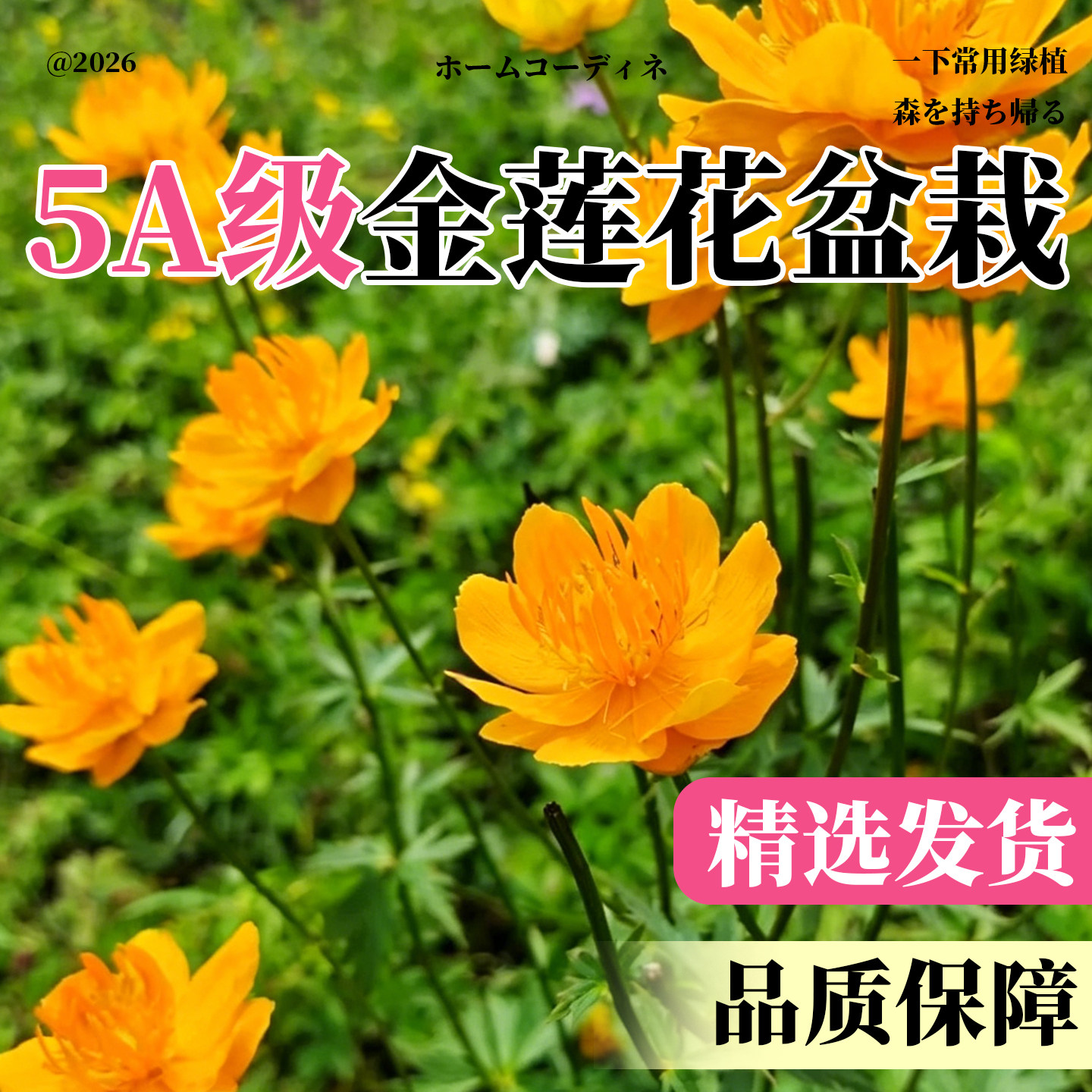 金莲花盆栽多年生毛茛科趣味花苗宿根阳台庭院观花耐寒花卉植物苗