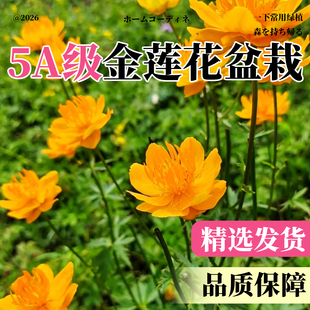 金莲花盆栽多年生毛茛科趣味花苗宿根阳台庭院观花耐寒花卉植物苗