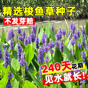 梭鱼草种子水生植物再力花黄菖蒲四季种植净水湿地池塘水草种籽孑