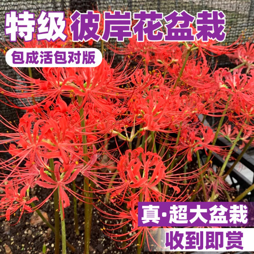 彼岸花石蒜红花黄花室内花卉盆景