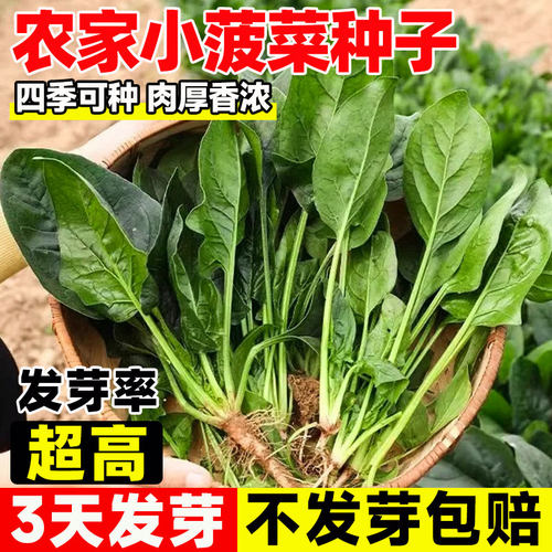 农家小菠菜种子四季种植高产