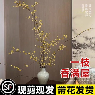 水培植物腊梅鲜花鲜切花室内好养