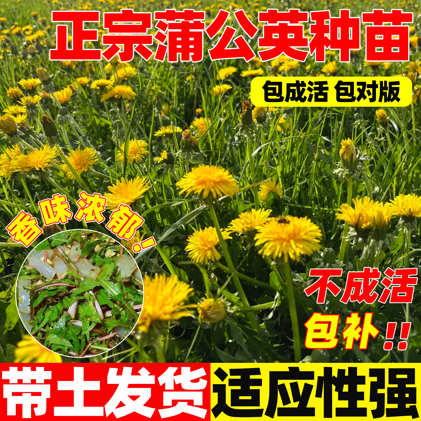 新鲜蒲公英苗带根带土现挖蒲公