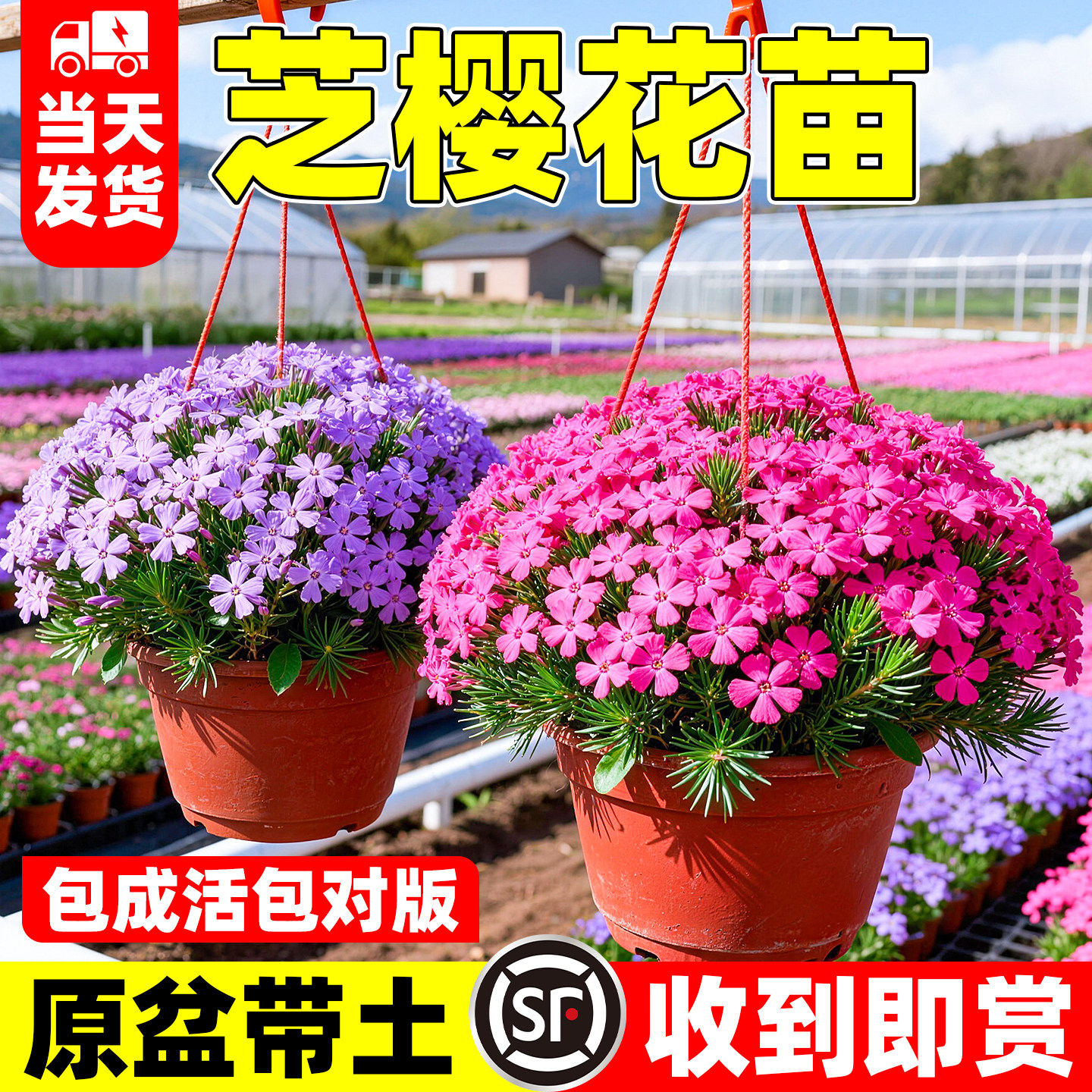 芝樱花苗多年生耐寒庭院绿化植物四季种植好养丛生福禄考低矮花卉