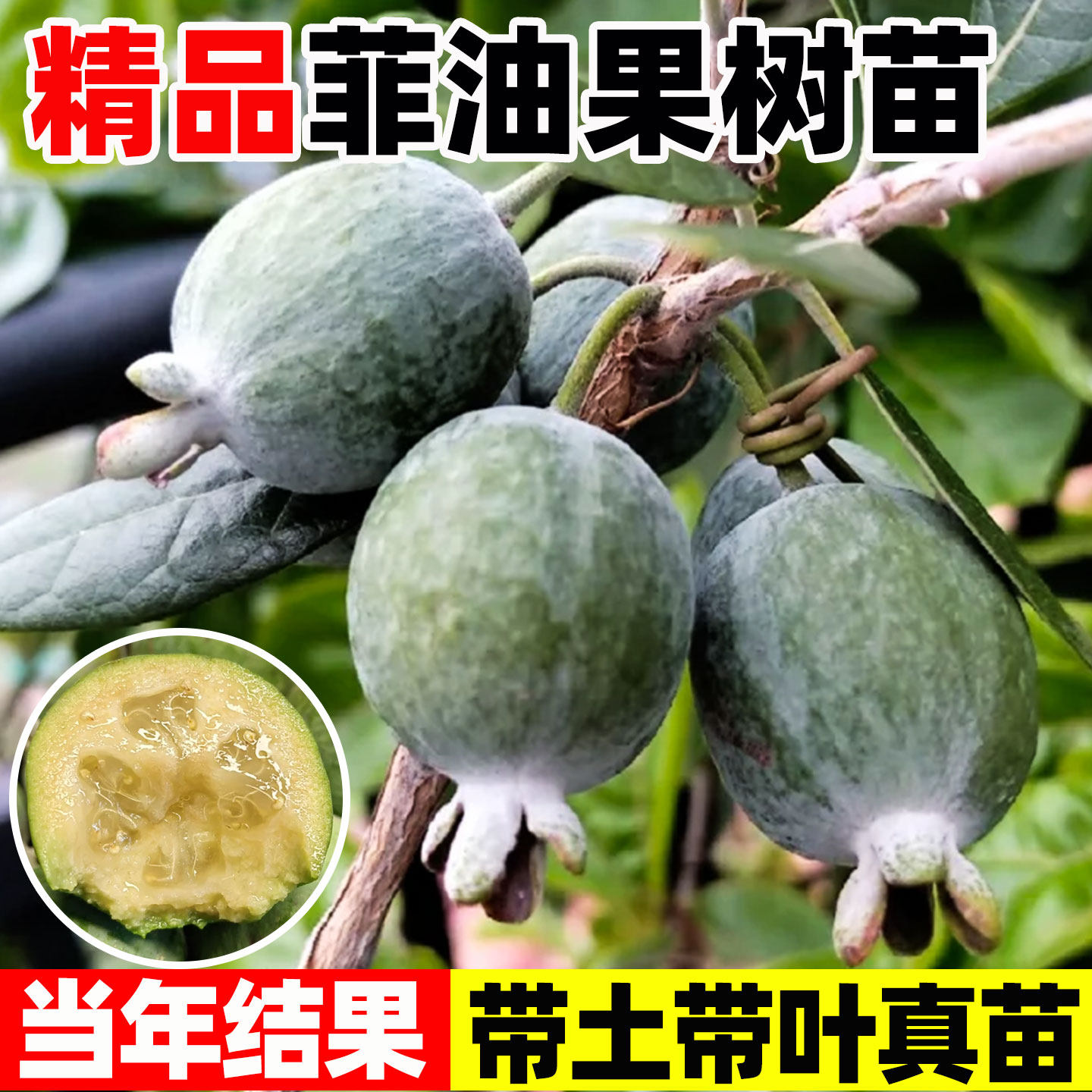 菲油果苗自花授粉安德烈斐济果新奇水果盆栽带土带叶种植常绿果树