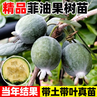菲油果苗自花授粉安德烈斐济果新