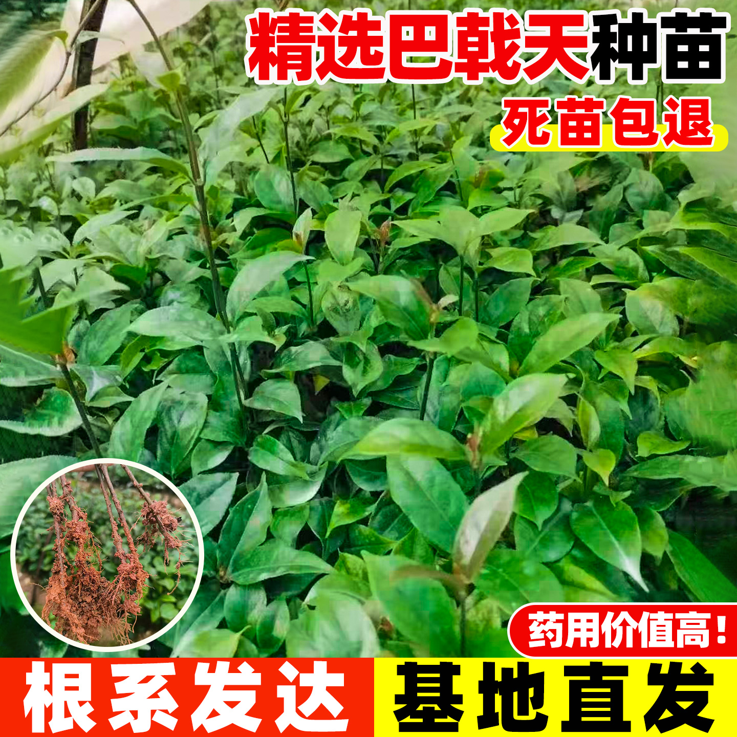 正宗肇庆德庆巴戟苗高要巴