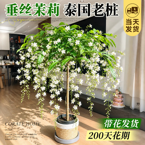 垂丝茉莉盆栽带花苞大型老桩泰国