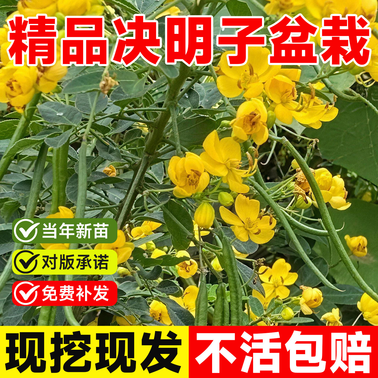 野生决明子苗耐寒养生草望江南树苗阳台盆栽决明子驱蛇苗防蛇树苗