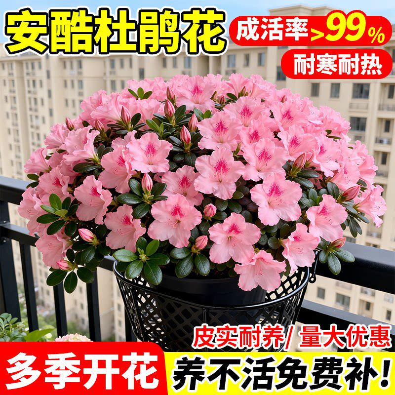 安酷杜鹃花盆栽多季开花室内花卉